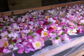 Rose petals laid out to dry in the solar dryer