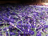 Lavender laid out to dry in the solar dryer