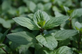 Chocolate Peppermint destined for the Castle Tea Blends